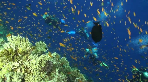 Divers with anthias Vídeo Stock 33531837