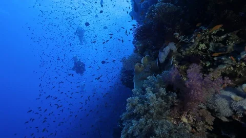 Divers approach along reef wall Stock-Footage 120760810