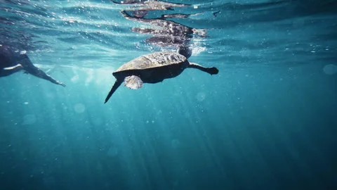 Divers approach and follow turtle rising to surface as sunlight glistens Stock Footage 277635324