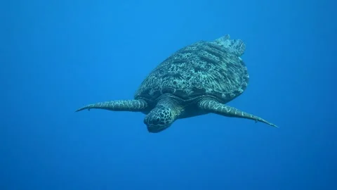 Divers are having a close encounter with a sea turtle Video stock 272937370