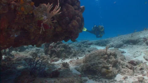 Divers around coral Vidéo 1090024