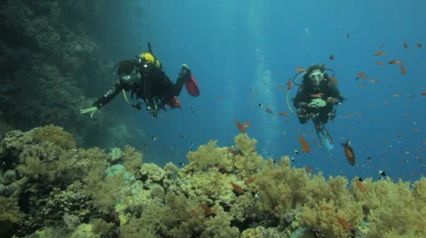 Divers in the background of the anthias 库存影片 22706290