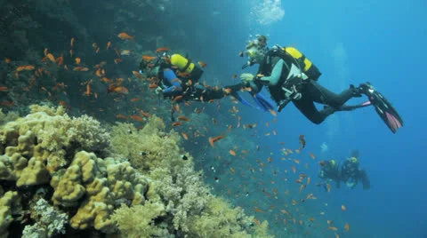 Divers in the background of the anthias Stock Footage 22706420