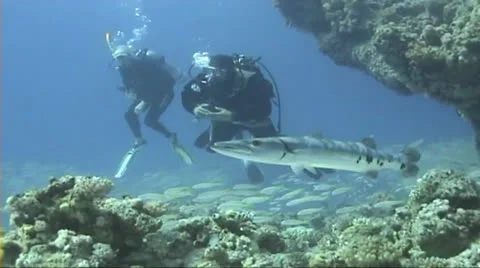 Divers with Barracuda Stock Footage 22571574