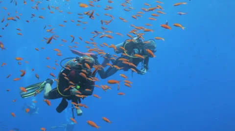 Divers behind clouds of red anthias Stockbeeldmateriaal 22738166