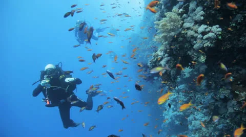 Divers behind clouds of red anthias Stock Footage 22739855