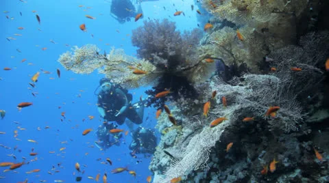 Divers behind massive sea fan Stock Footage 22739742