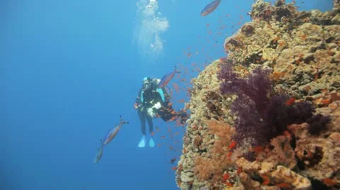 Divers behind the soft corals and anthias Stock Footage 22643038