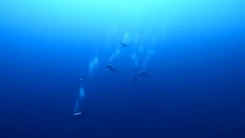 Divers in blue sea Stock Footage 77477325