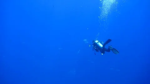 Divers in blue sea Stock Footage 77477375