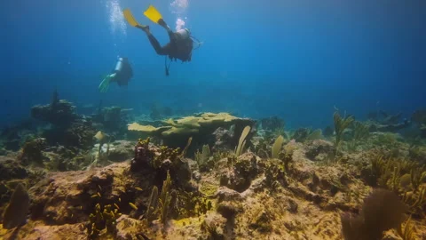 Divers blue water over reef 01 Stock Footage 260478384