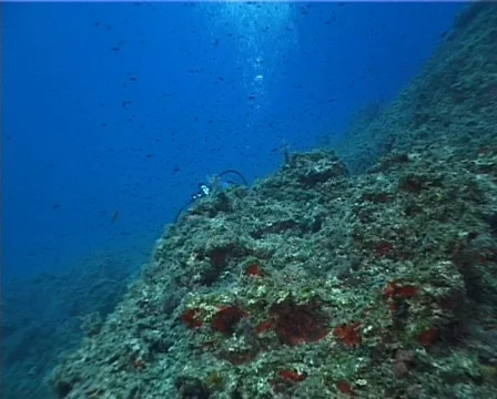 Divers (D195) 動画素材 150525