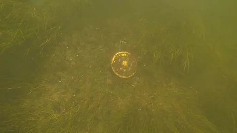 Divers discover a complete Bronze Age belt box in the Tollense River Stock Footage 285886645