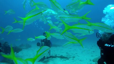 Divers diving between the school of fishes Stock Footage 81231570