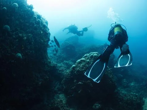 Divers diving next seabed covered in marine life Stock Photos