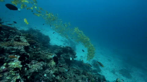 Divers diving through shoal of fish Stock Footage 664623