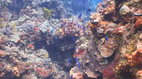 Diver's dream Видео 10796560