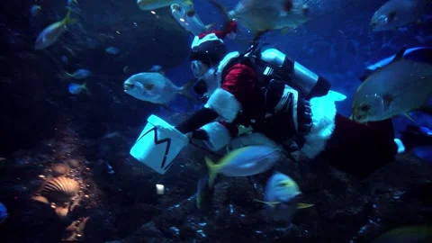 Divers dressed as Santa Claus feed the fishes Video stock 259463160