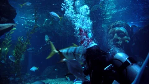 Divers dressed as Santa Claus feed the fishes Video stock 259486827