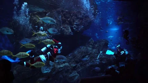 Divers dressed as Santa Claus feed the fishes Video stock 259488680