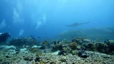 Divers drifting over reef with manta ray passing over Stock Footage 112456695