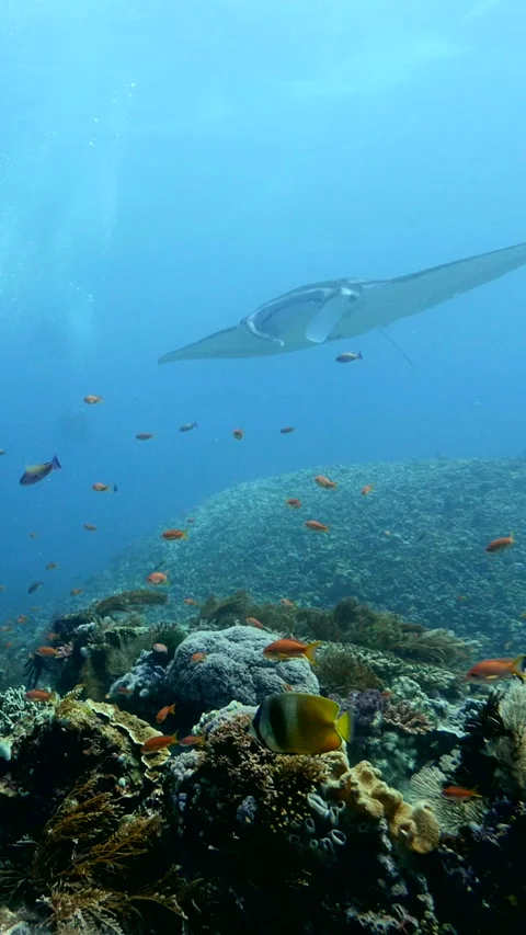 Divers drifting over reef with manta ray passing over Stock Footage 228829739