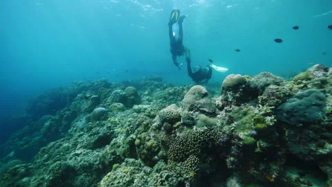 Divers enjoy exploring coral reef in clear ocean water Stock Footage 281803499
