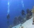 Divers enjoying a dive in tropical water SD Footage