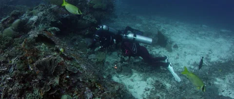 Divers examine a coral reef for environmental damage Indonesia Asia Stock Footage 227121324