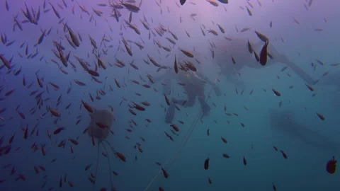 Divers Explore Deep Blue Ocean with Swarming School of Fish and Mooring Buoy Видео 334501375