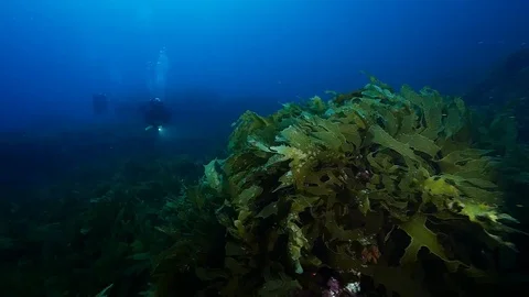Divers explore the Great Southern Reef's offshore islands on scuba Video stock 127084302