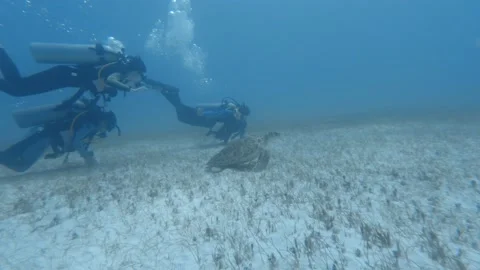 Divers explore a turtle at the bottom of the ocean Stock Footage 142355843