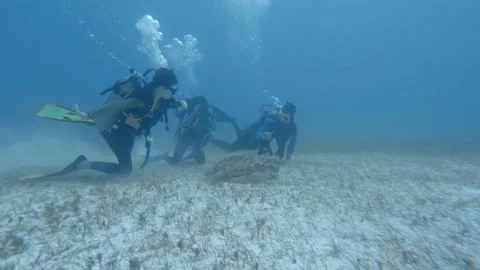 Divers explore a turtle at the bottom of the ocean Stock Footage 142362001