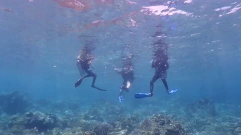 Divers exploring beautiful coral reef, underwater activities Stock Footage 248066723