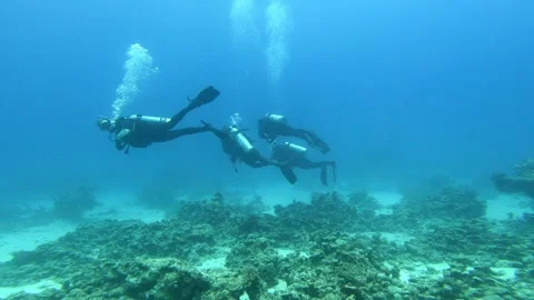 Divers exploring coral reef in clear blue water 스톡 동영상 312320783