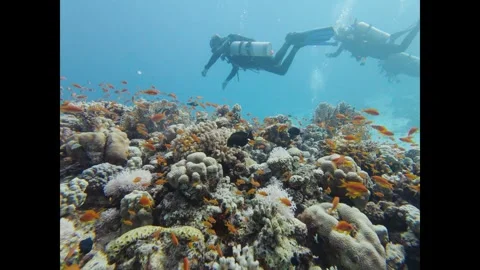 Divers exploring a vibrant underwater coral garden teeming with tropical fish Vídeos de archivo 335816912