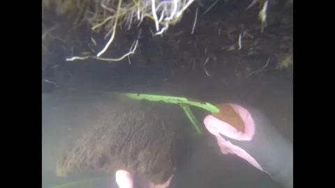 Divers extract a wood sample from 3,000-year-old posts in the Tollense Valley 1 Stock Footage 300107641