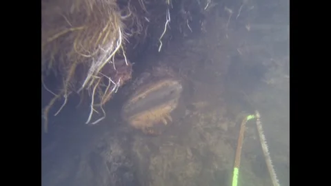 Divers extract a wood sample from 3,000-year-old posts in the Tollense Valley 3 Stock Footage 300107669