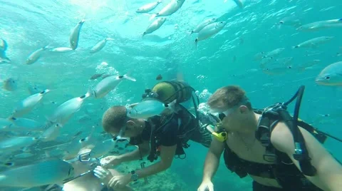 Divers feed the fish under water, Antalya, Turkey 4 Stock-Footage 40632660