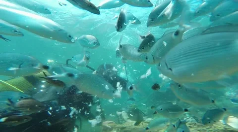 Divers feed the fish under water, Antalya, Turkey 1 Stock Footage 40632690