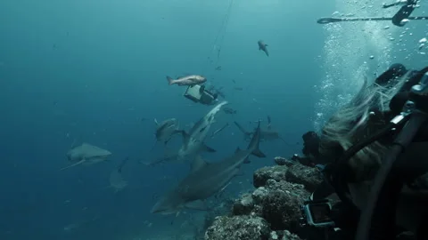Divers feed school of sharks and watch them underwater marine wildlife of Video stock 290469405