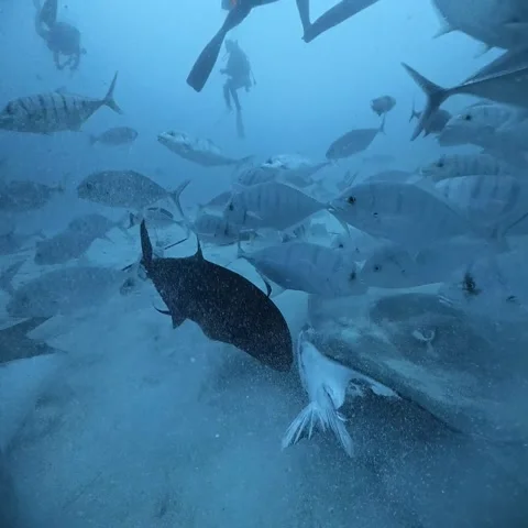 Divers Feed Tuna Head to Fish and Rays, Maldives - 14 Aug 2026 Stock Footage 346786325