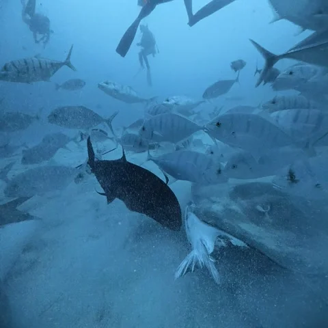 Divers Feed Tuna Head to Fish and Rays, Maldives - 30 Sep 2026 Stock Footage 346786429