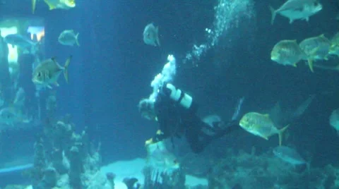 Divers feeding fish in huge aquarium Stock Footage 1049014