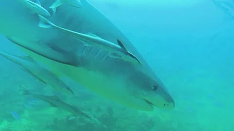 Divers feeding shark Stock Footage 8988014