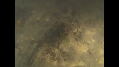 Divers find 3,000-year-old carved wooden posts in the Tollense river Stock Footage 285751875