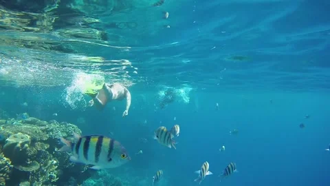 Divers in flippers float on the surface of the clear sea. Rear view from under t Stock Footage 156600161