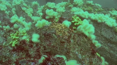 Divers fry Stock Footage 12472131