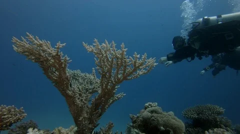 Divers go deep of red sea and coral Stock-Footage 126943425