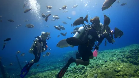 Divers hovering over soft coral garden with tropical fishes swimming around Stock Footage 113029385